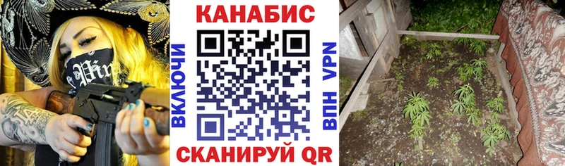 Канабис сатива  Старица 